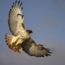 hawksdomain's picture