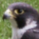 xgdfalcon's picture