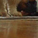 dogstories's picture