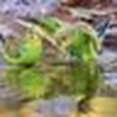 susanai56's picture