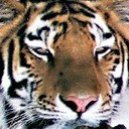 tigertwo's picture