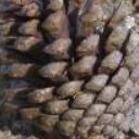 Pinecone's picture