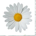 everydaisy's picture
