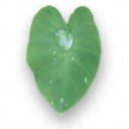 Green Collar Tech's picture