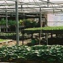 SoCal Aquaponics's picture