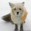crazyasacoolfox's picture